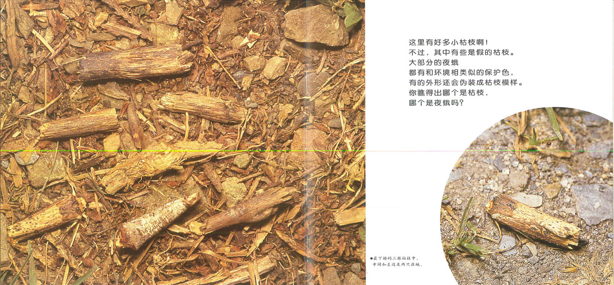 昆虫躲猫猫 (10),绘本,绘本故事,绘本阅读,故事书,童书,图画书,课外阅读
